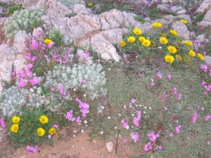 Proyectos con afecciones a la Red Natura 2000 - PERSEA Soluciones Ambientales S.L.