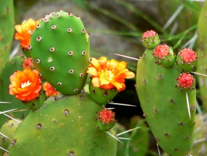 Opuntia ovata