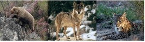 Manual de “Buenas prácticas para la observación de oso pardo, lobo y lince”