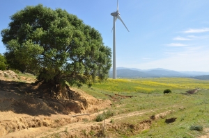 Parques eólicos: métodos de evaluación del medio terrestre para aves y quirópteros.