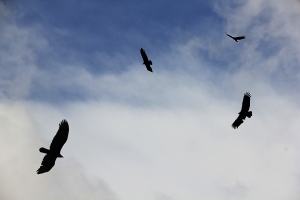 Parques eólicos: métodos de evaluación del medio terrestre para aves y quirópteros.