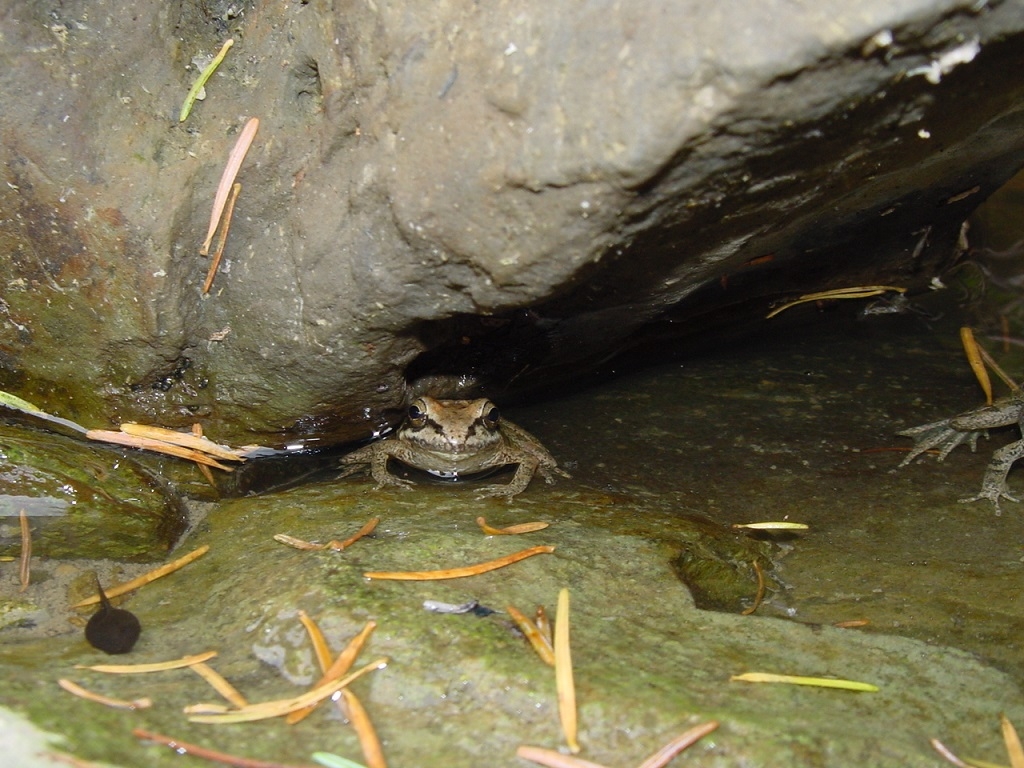 Estudios de flora y fauna. PERSEA Soluciones Ambientales S.L.