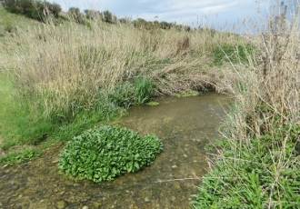 Estudio de flora y fauna del Arroyo de las Fuentes