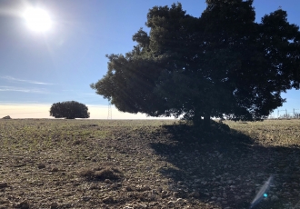 Evaluación de impacto ambiental de parques solares fotovoltaicos en Castilla-La Mancha .