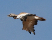 Estudios de avifauna - PERSEA Soluciones Ambientales