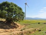 Parques eólicos: métodos de evaluación del medio terrestre para aves y quirópteros.